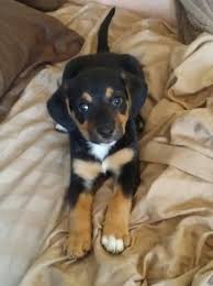 beagle lab mix with rot colors i love those colors on dogs beagle mix puppies beagle mix beagle