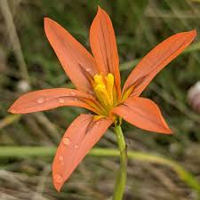 Image result for Iridaceae