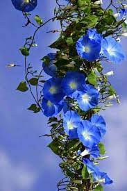 Pin By Regina On Flori Morning Glory Flowers Blue Flowers Blue Morning Glory