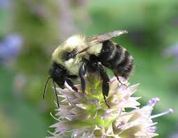 They support pollinators, other beneficial insects, and early successional wildlife; Native Bees