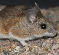 How a Mouse Brush Can Help Secure Your Home Against Rodents ...