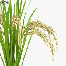 Rice is the seed of this plant and is a very important grain that has high levels of worldwide production. Rice Plant 3d Model Plants On Hum3d