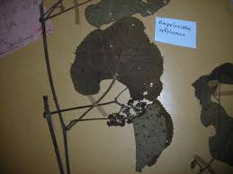 Image result for Ampelocissus africana