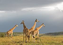 The prehensile tongue, dark in color, is coated with a thick coat of saliva and very thick, difficult for thorns to penetrate. Giraffe Archives Klaus Tiedge Fine Art Wildlife Photography