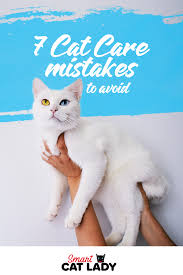 7 Cat Care Mistakes To Avoid Cat Care Cat Behavior Cats