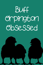 There are black orpingtons, white orpingtons, blue orpingtons (somewhat rare). Buy Buff Orpington Obsessed I Love My Backyard Chickens This Backyard Chicken Notebook Or Journal Makes A Great Gift For Pet Chicken Hobbyists Farmers Or Any Eggtivist Book Online At Low Prices