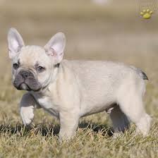 Merle tri with neon blue eye price. Chaz French Bulldog Puppy For Sale In Bucks County Pa Lancaster Puppies Bulldog Puppies Bulldog Puppies For Sale French Bulldog