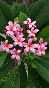 Pink Plumeria Thailand Plumeria Flowers Amazing Flowers Pretty Flowers