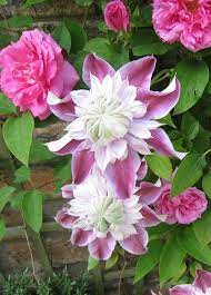 But don't despair, i'd much rather have a clay soil than chalky or sandy, it's just a question of learning how to make the most of what you have got. Rose Zephirine Drouhin And Clematis Joseephine Loving The Clay Soil In Our Garden Clematis Plants Flowering Vines Clematis