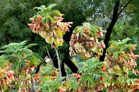 Image result for Melianthaceae