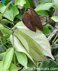 Image result for Strongylodon macrobotrys