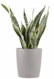 15 Tall Indoor Low Light Plants Womens Homesteading In 2020 Plants Low Light Plants Live Indoor Plants