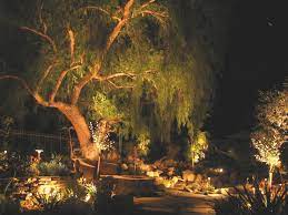 California Pepper Tree Lit Up At Night Photo Courtesy Of Shirley Bovshow Backyard Trees Pepper Tree Backyard Inspiration