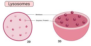 Like all organisms, plants have cells. Plant Cell Definition Labeled Diagram Structure Parts Organelles