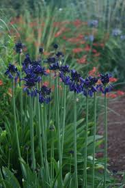 Image result for Agapanthus inapertus