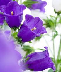Purple Flower Names Enlisted With A Beautiful Photo Gallery Purple Flower Names Purple Flowers Flower Names