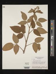 Image result for Rubus chapmanianus