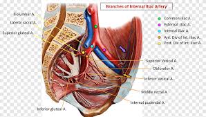 The major organs of the abdomen include the. Common Iliac Artery Internal Iliac Artery Pelvis External Iliac Artery Blood Vessel Upper Lower Letters Anatomy Human Body Png Pngegg