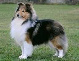 Home is where the sheltie is art print. Mahogany Sable Cute Animals Shetland Sheepdog Animals