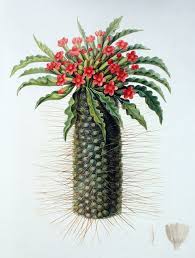 Image result for Pachycarpus eximius