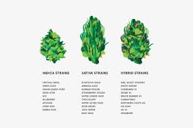 the ultimate guide to weed strains highsnobiety