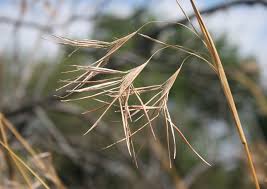 Image result for Dissotis pachytricha