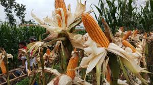 Maybe you would like to learn more about one of these? Dengan Program Tanam Jagung Panen Sapi Kupang Terus Pacu Produksi