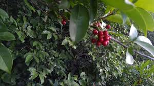 Image result for Huberantha