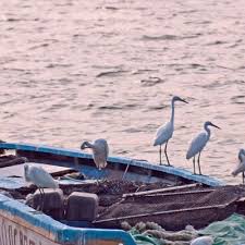 The site owner hides the web page description. Peng Chau Observer åªæ´²è§€å¯Ÿ Peng Chau Twitter