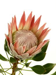 Flower Availability Protea Leucadendron Leucospermum Telopea Berzelia Boronia Protea Flower Protea Plant Protea Art