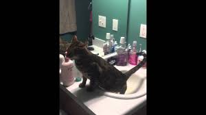 romeo the cat goes pee in sink youtube