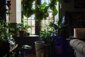 The Plant Doctor S Baltimore Home And Studio Are Absolutely Filled With Gorgeous Green Plants House Plants Indoor Room With Plants Plants