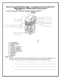 Quiz 1 Basic Skin Structure 1 Point Each