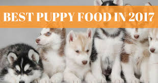 Maybe you would like to learn more about one of these? 20 Best Puppy Foods 2021 15 Dry And 5 Wet Options Animalso