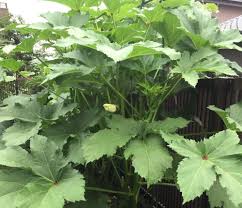 オクラの苗が枯れる原因は低温 5月中旬に植えれば大丈夫 さいこうやさい