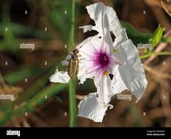 Image result for Astripomoea hyoscyamoides