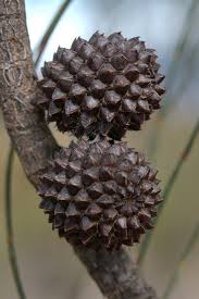 Image result for Casuarina verticillata