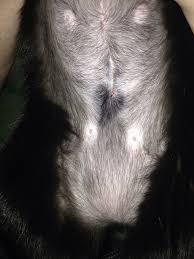 Come join the discussion about breeds, training, kittens, food reviews, rescues, and more. Is My Kitten S Spay Incision Infected Thecatsite