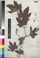 Image result for Lagenaria breviflora