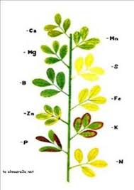 Pdf The Method Of Diagnosing The Lack Of Nutrients In Plants And Knowledge Of The Benefit Of Each Element Of The Plant S Nutrients And How To Treat The Shortage Of Plant Derived Nutrients