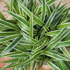 Image result for Chlorophytum pauper