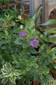 Image result for Barleria obtusa