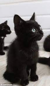Chaton Noir Chats Noirs Chat Noir Chats Noir Rigolo Chats Noir Mignons Chatjadore Chatnoir Chatsnoirs Chatmarrant Cats Cute Animals Pets
