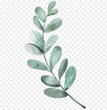 Maybe you would like to learn more about one of these? Leaf Drawing Watercolor Painting Illustration Watercolor Eucalyptus Leaves Png Image With Transparent Background Toppng
