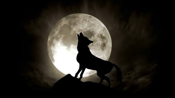 Why Dogs Bark at Night 