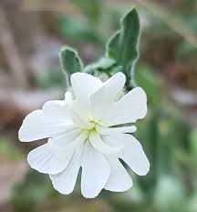 Image result for Tragus pedunculatus