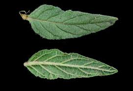 Image result for Heliotropium harareense