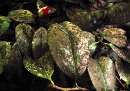 Image result for sooty mould