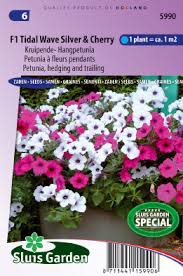 Hedgiflora petunia) at true leaf market seed company. Petunie F1 Tidle Wave Silver Cherry Red Kaufen Online Bestellen 4 99