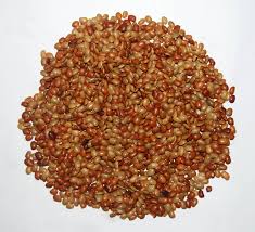 Image result for Macrotyloma uniflorum